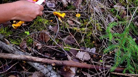 Picking chanterelles 3 Video stock 247409025
