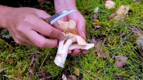 Picking chanterelles 4 Video stock 247409026
