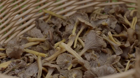 Picking chanterelles 50 fps Stock Footage 58051674
