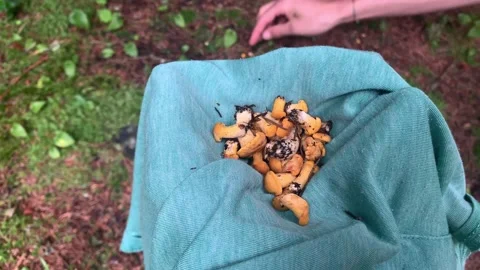 Picking Chanterelles In The Forest 스톡 동영상 149130205
