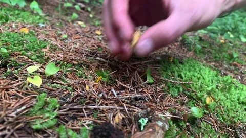 Picking Chanterelles From The Ground 스톡 동영상 149132322