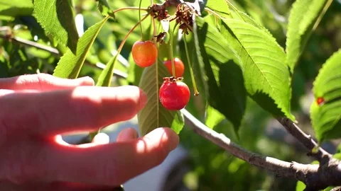 Picking Cherries Stock Footage 77576326