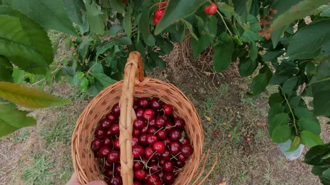 Picking Cherries in the garden Stock Footage 145840371