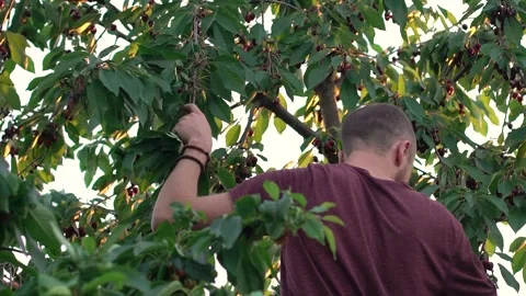 Picking cherries. guy at home in the garden picking fresh red rustic cherry b 스톡 동영상 198640864