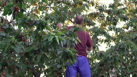 Picking cherries. guy at home in the garden picking fresh red rustic cherry b 스톡 동영상 198641065