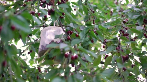 Picking cherries. guy at home in the garden picking fresh red rustic cherry b 스톡 동영상 198641109