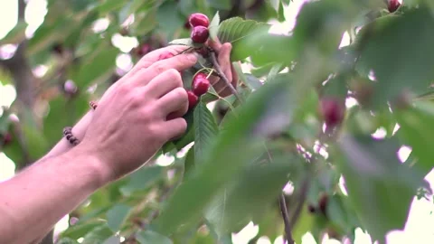 Picking cherries. guy at home in the garden picking fresh red rustic cherry b 스톡 동영상 198641508