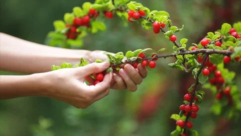 Picking cherries with hands. Stock Footage 120433131