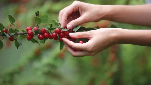 Picking cherries with hands. Stock Footage 120433177
