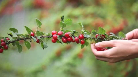 Picking cherries with hands. Stock Footage 120433193