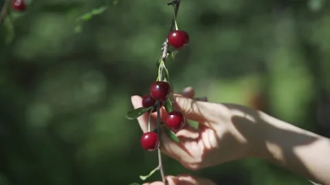 Picking cherries in the orchard. Close up of fresh and ripe cherries picking Video stock 157586119