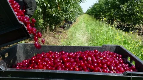 Picking cherries in the orchard Stock Footage 70832612