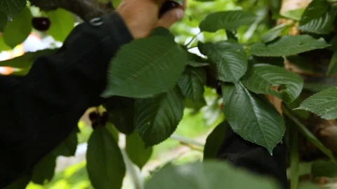 Picking cherries in the orchard Stock Footage 125283709