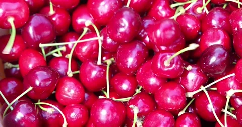 Picking cherries in the orchard, slow motion Stock Footage 155808679