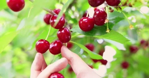Picking cherries in the orchard, slow motion Stock Footage 174878434