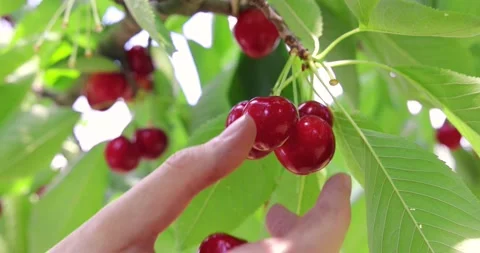 Picking cherries in the orchard, slow motion Video stock 174907236
