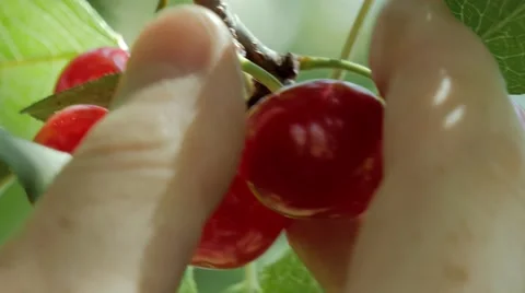 Picking cherries from a tree, close-up Stock-Footage 51136714