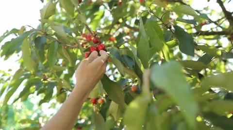 Picking cherries from tree Stock Footage 38458020