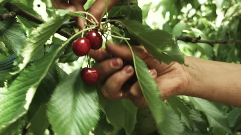 Picking cherries from a tree Stock Footage 51109119