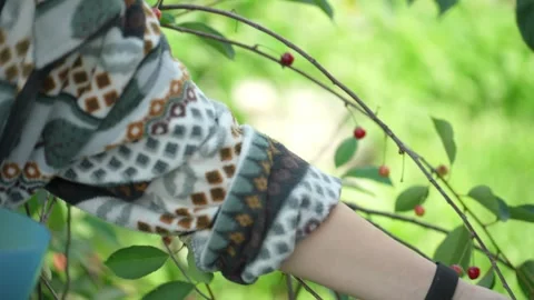 Picking cherry from branch. 스톡 동영상 344053708