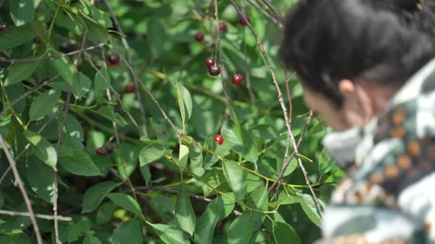 Picking cherry from branch. Video stock 344053715