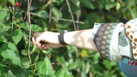 Picking cherry from branch. Video stock 344053717