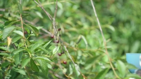 Picking cherry from branch. Video stock 344053718