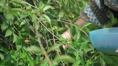 Picking cherry from branch. Video stock 344053723