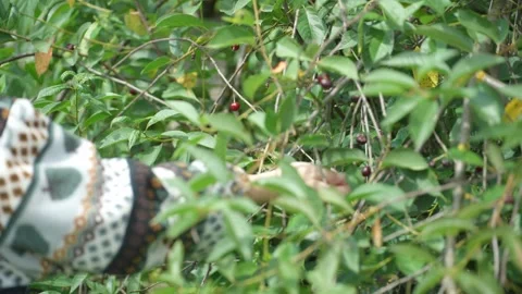 Picking cherry from branch. Video stock 344053730