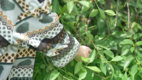 Picking cherry from branch. Video stock 344053735
