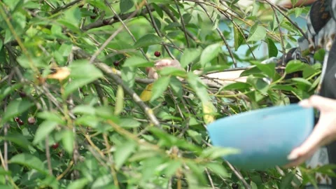 Picking cherry from branch. Vídeo Stock 344053736