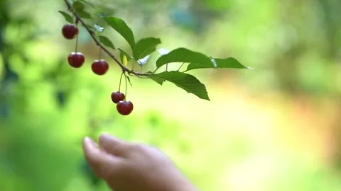 Picking Cherry Stock Footage 121978924