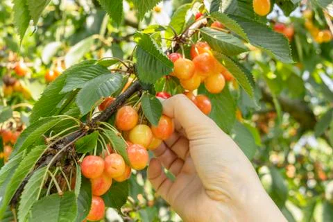 Picking cherry Stock Photos