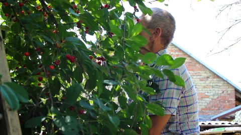 Picking  Cherry senior man Stock Footage 127557732
