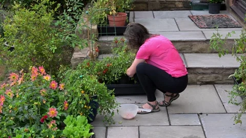 Picking cherry tomatoes, in August, 2025 Stock Footage 321460065