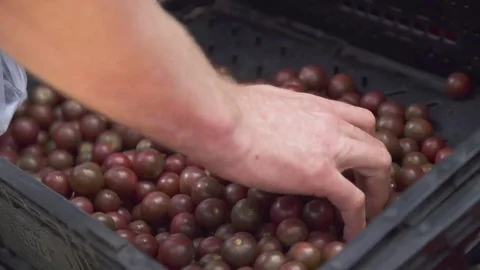 Picking Cherry Tomatoes Stock Footage 79976422