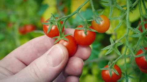 Picking Cherry Tomatoes From The Vine 2 Versions Stock Footage 219932680