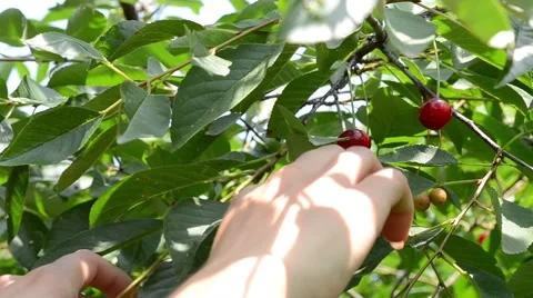 Picking A Cherry from Tree Stock Footage 46123431