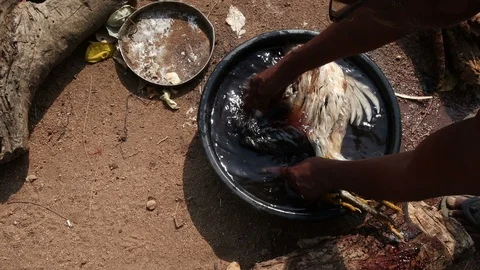 Picking-chicken-feathers-immersing-in-water Stock Footage 109325956