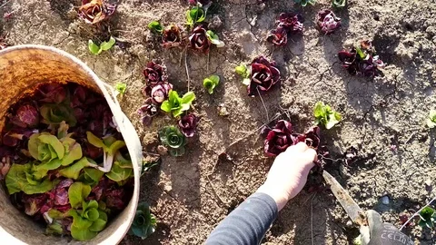 Picking up chicory. Top view. Stock Footage 73975432