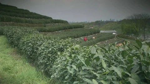 Picking chinese mountain tea Stock-Footage 72792472