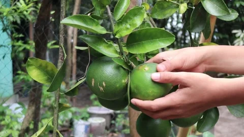 Picking citrus fruit from the tree. Pick oranges Stock Footage 234857774