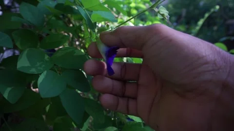 Picking Clitoria ternatea or butterfly pea flower from the tree Stock Footage 208888905