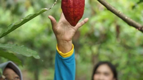 Picking cocoa Stock Footage 196139222