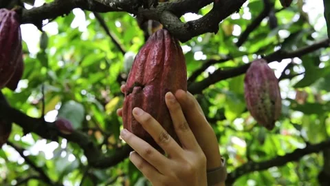 Picking cocoa fruit from the tree while it is still hanging Video stock 293112546