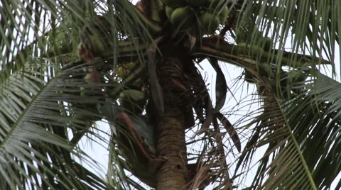 Picking coconuts and climbing down from coconut tree Video stock 47465287