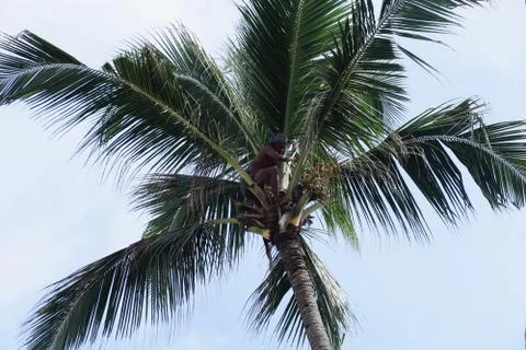 Picking coconuts from a coconut tree Foto stock