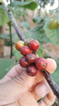 Picking coffee beans Stock Photos