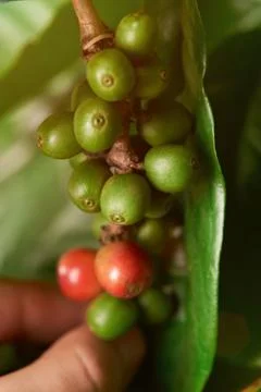 Picking coffee beans from tree Stock Photos