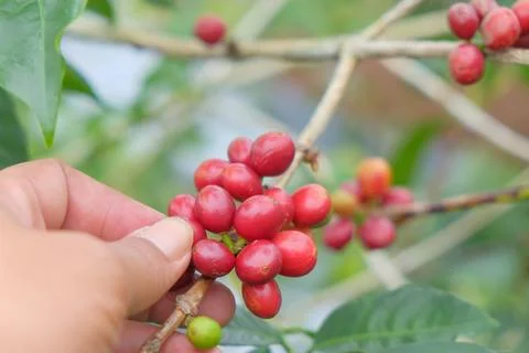 Picking coffee beans from a tree Stock Photos